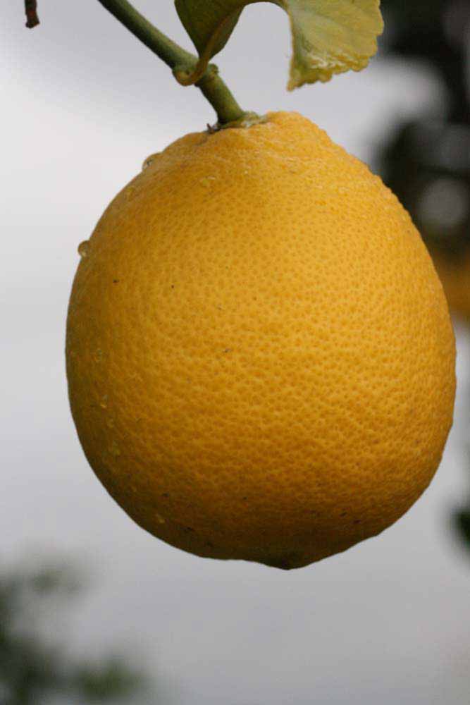              Fruit (Riverside, CA)       